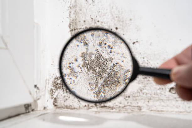 Professional Mold Removal in West Lake Hills, TX